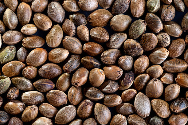 Natural Hemp Seeds